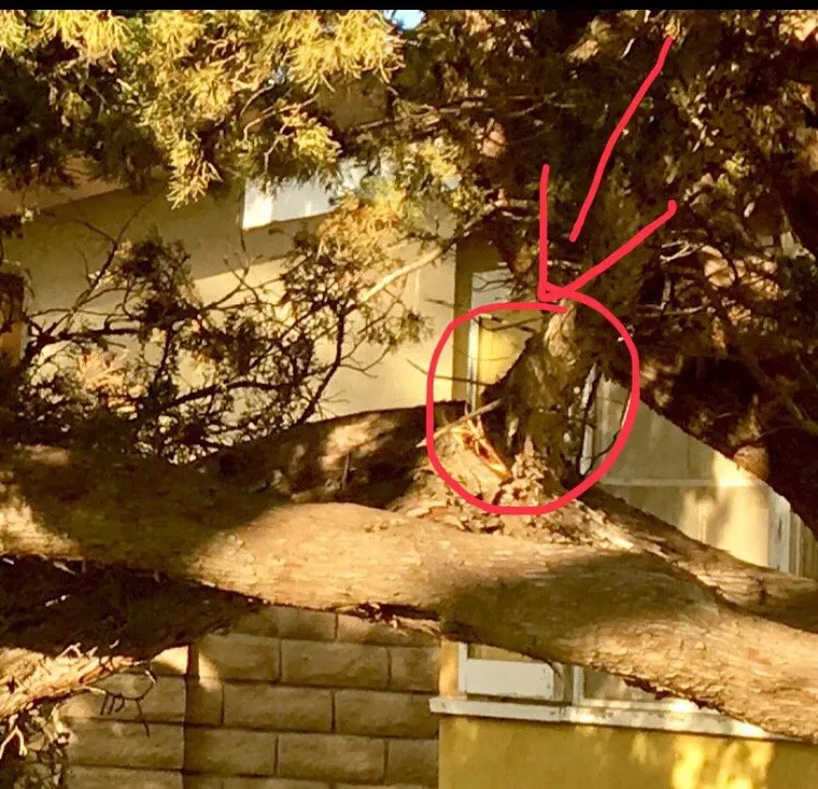 Top-rated landscape installation for outdoor upgrades in Simi Valley, CA by Josue's Landscaping and Tree Service