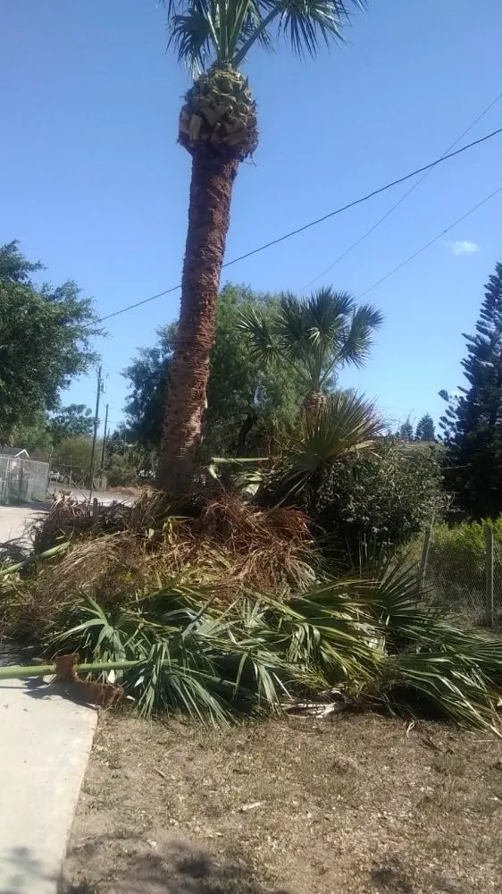 Trusted landscaping services experts serving Brownsville, TX - Josue's Landscaping