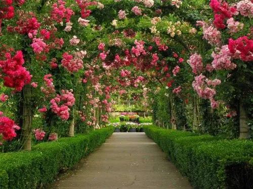 Professional landscaping services for beautiful yards in Brownsville, TX by Josue's Landscaping