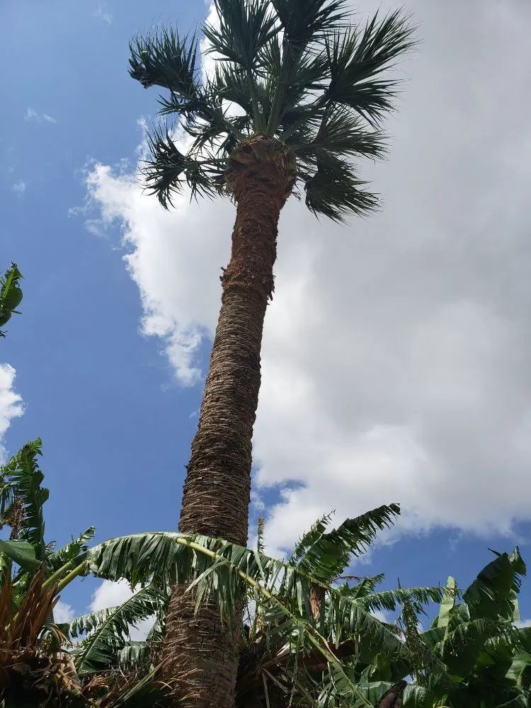 Affordable landscape design experts serving Brownsville, TX - Josue's Landscaping