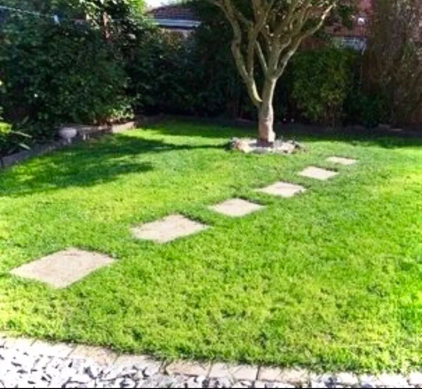 Expert yard maintenance near you in Miami Beach, FL by JovanCare