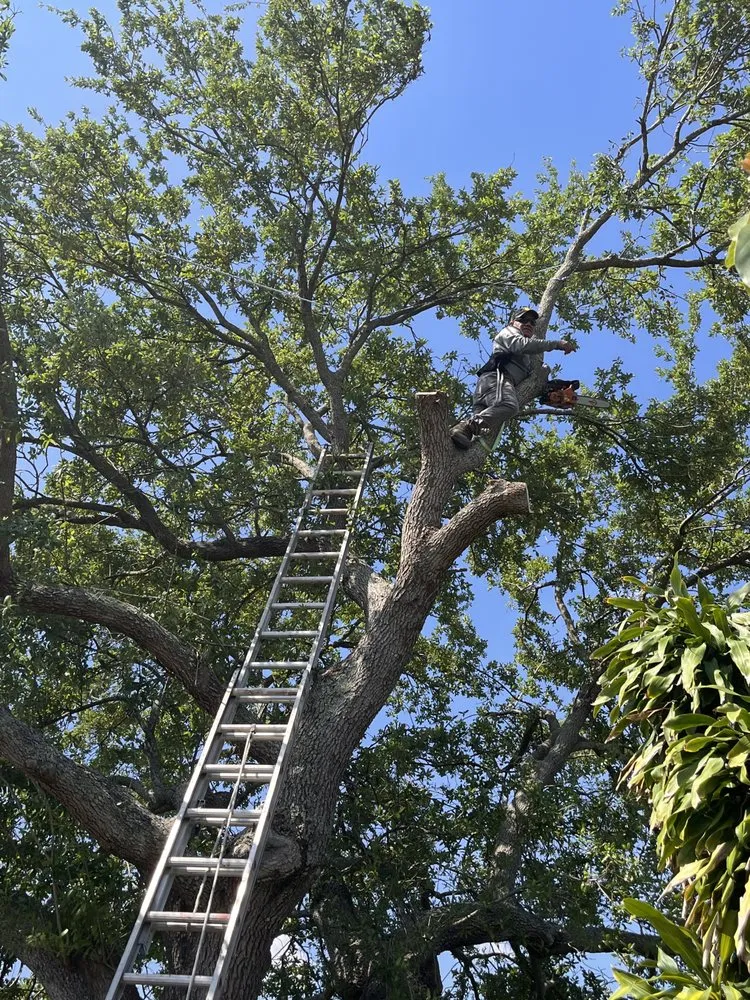 Reliable landscape installation in Tamarac, FL by Jp And Laurent Landscaping