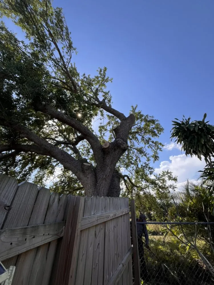 Expert yard cleanup service near you in Tamarac, FL by Jp And Laurent Landscaping