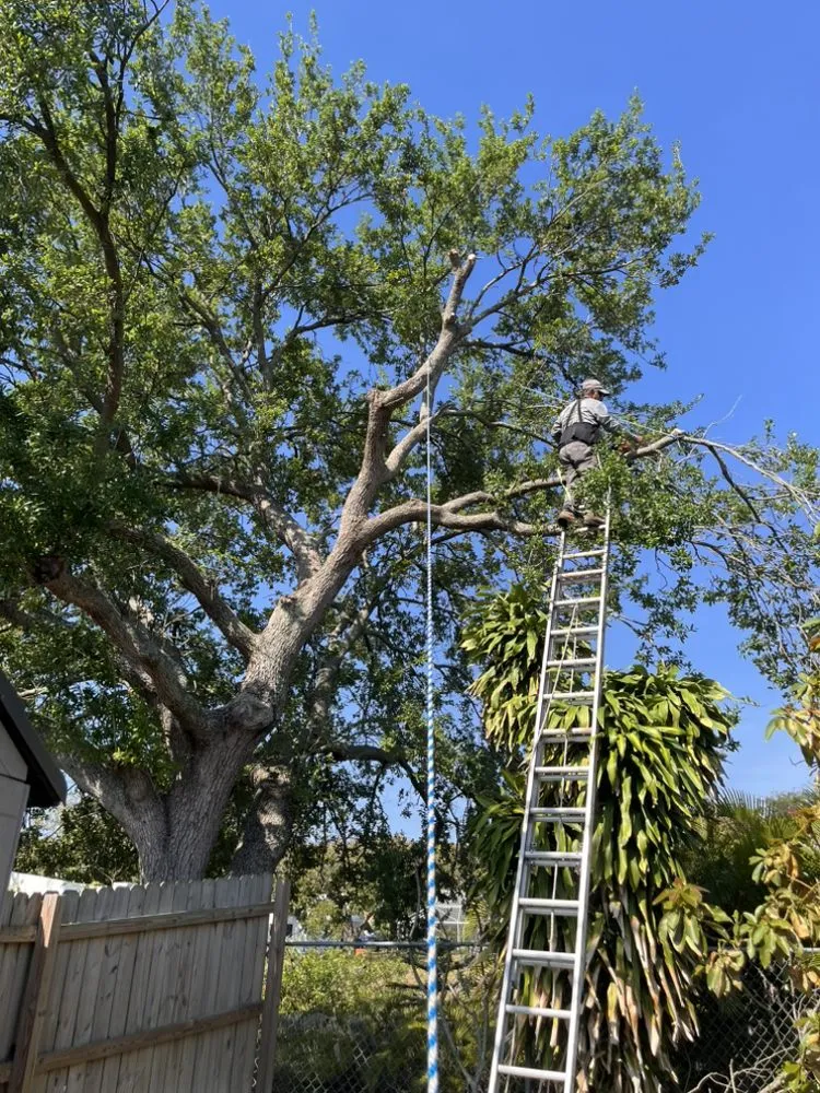 Custom yard maintenance for outdoor upgrades across Tamarac, FL - Jp And Laurent Landscaping