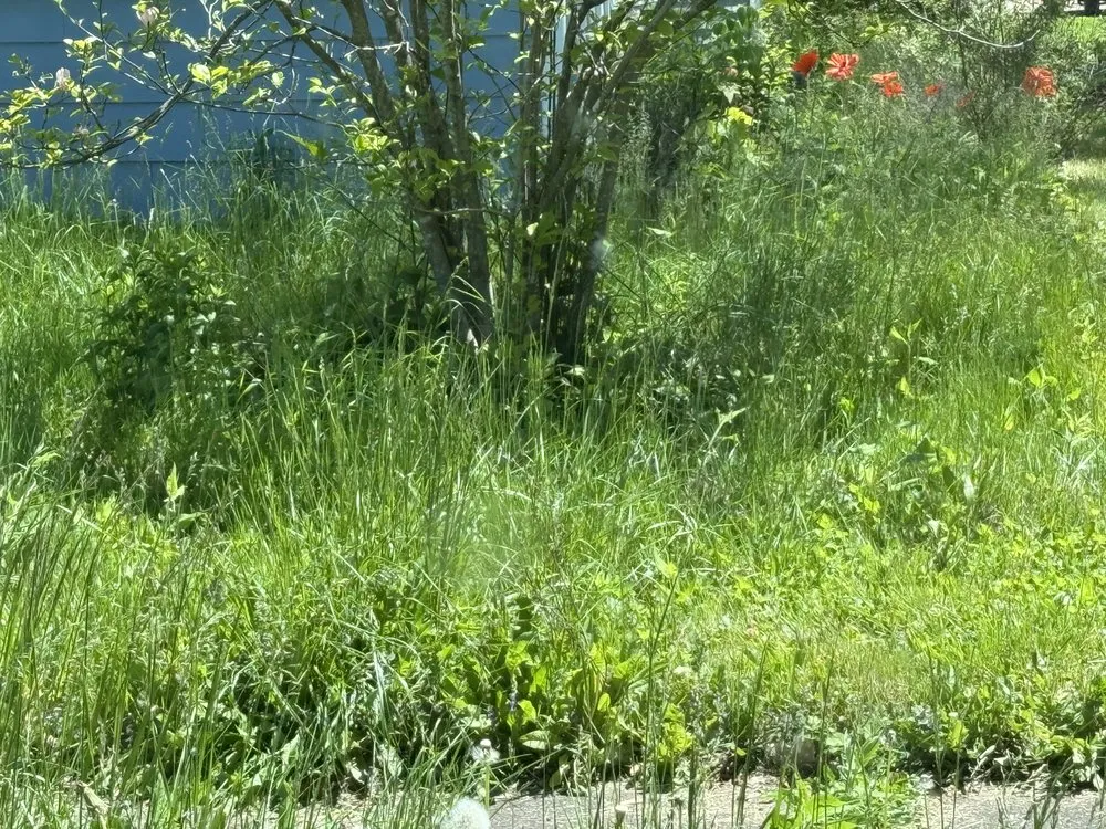 Local lawn care service for year-round maintenance in Woodstock, IL by JP Fabian Lawn Care