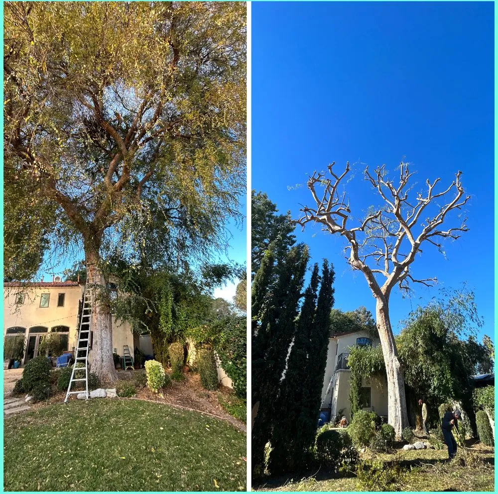 Top-rated landscaping services for year-round maintenance across Long Beach, CA - JP Landcape