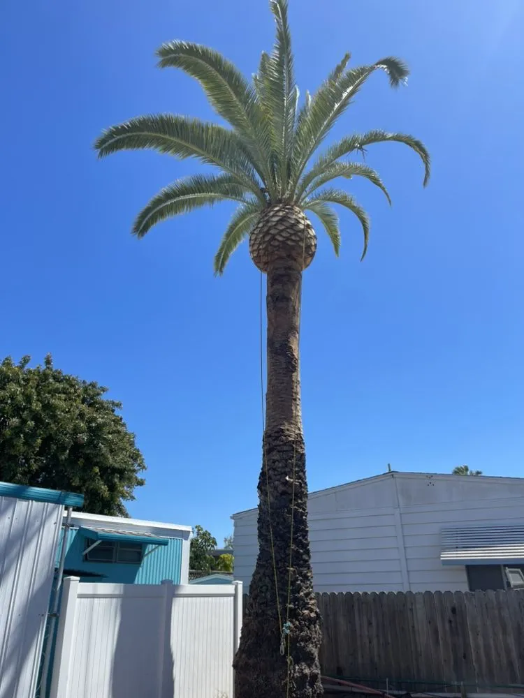 Reliable landscape installation experts serving Long Beach, CA - JP Landcape