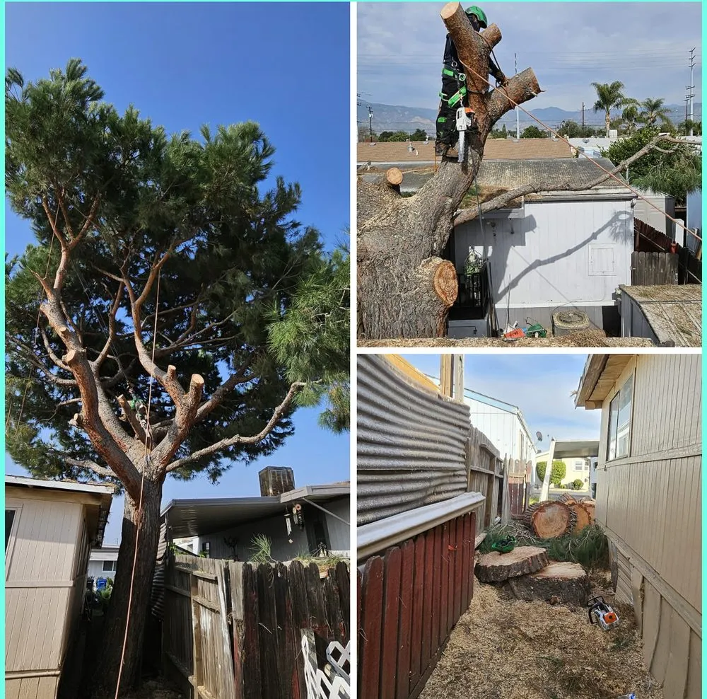 Local lawn mowing service for year-round maintenance in Long Beach, CA by JP Landcape