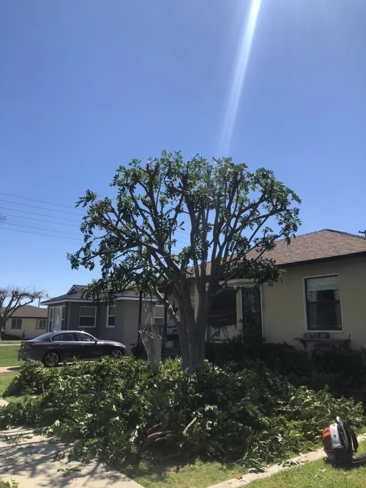 Local residential landscaping with custom design across Long Beach, CA - JP Landcape