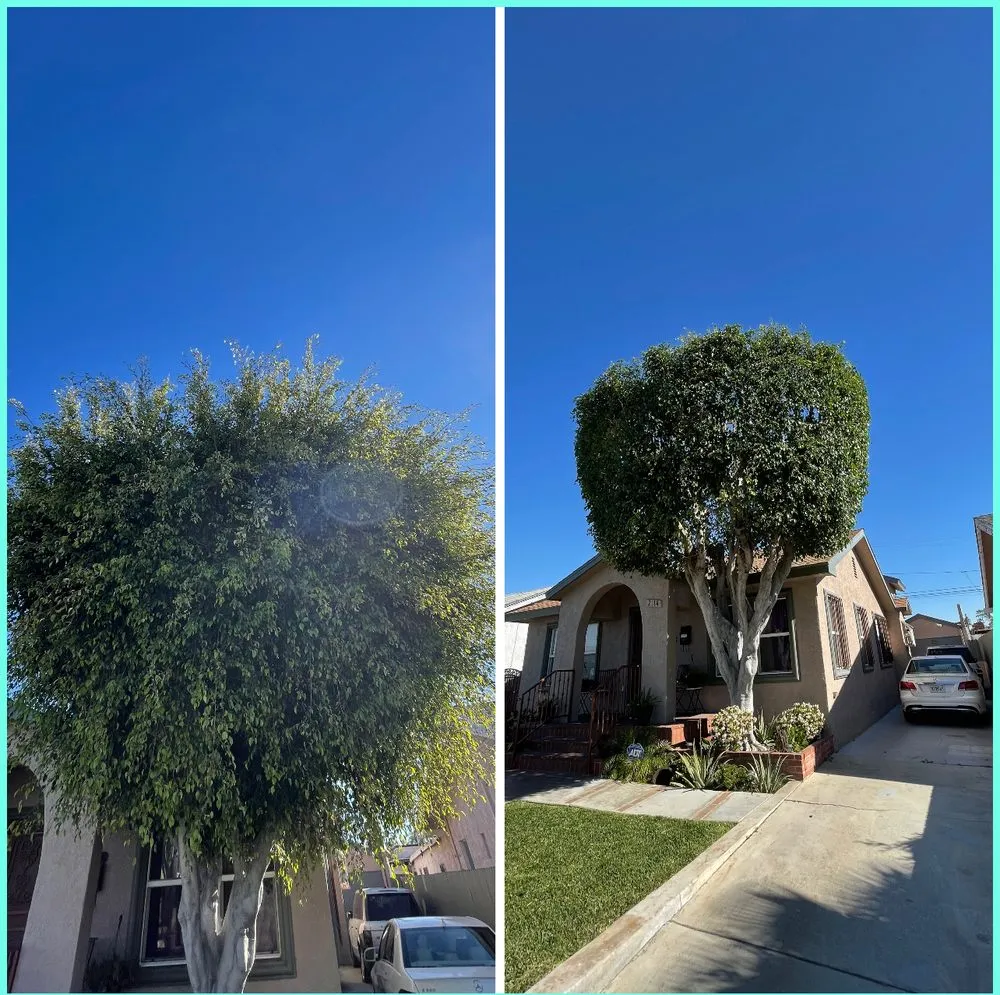 Top-rated landscape design for year-round maintenance across Long Beach, CA - JP Landcape