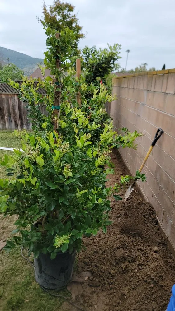 Affordable garden landscaping in Escondido, CA - JP Landscape