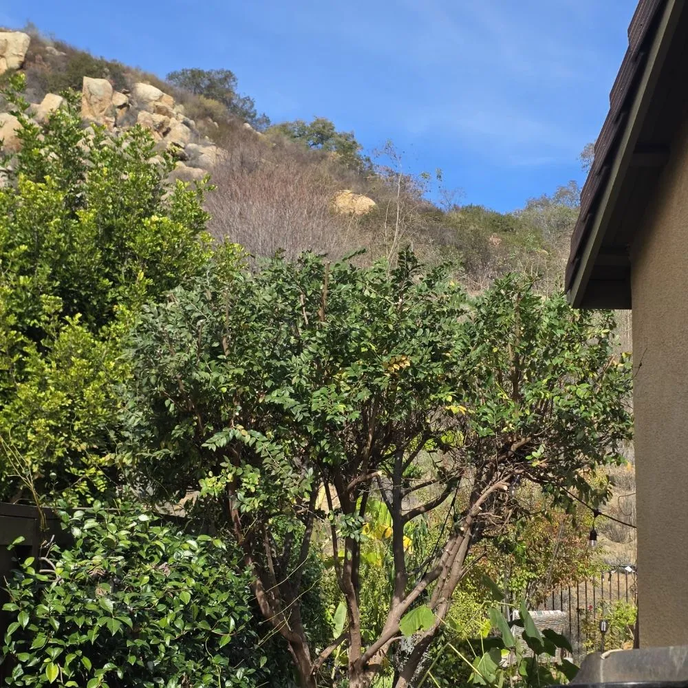 Reliable yard maintenance for residential properties across Escondido, CA - JP Landscape