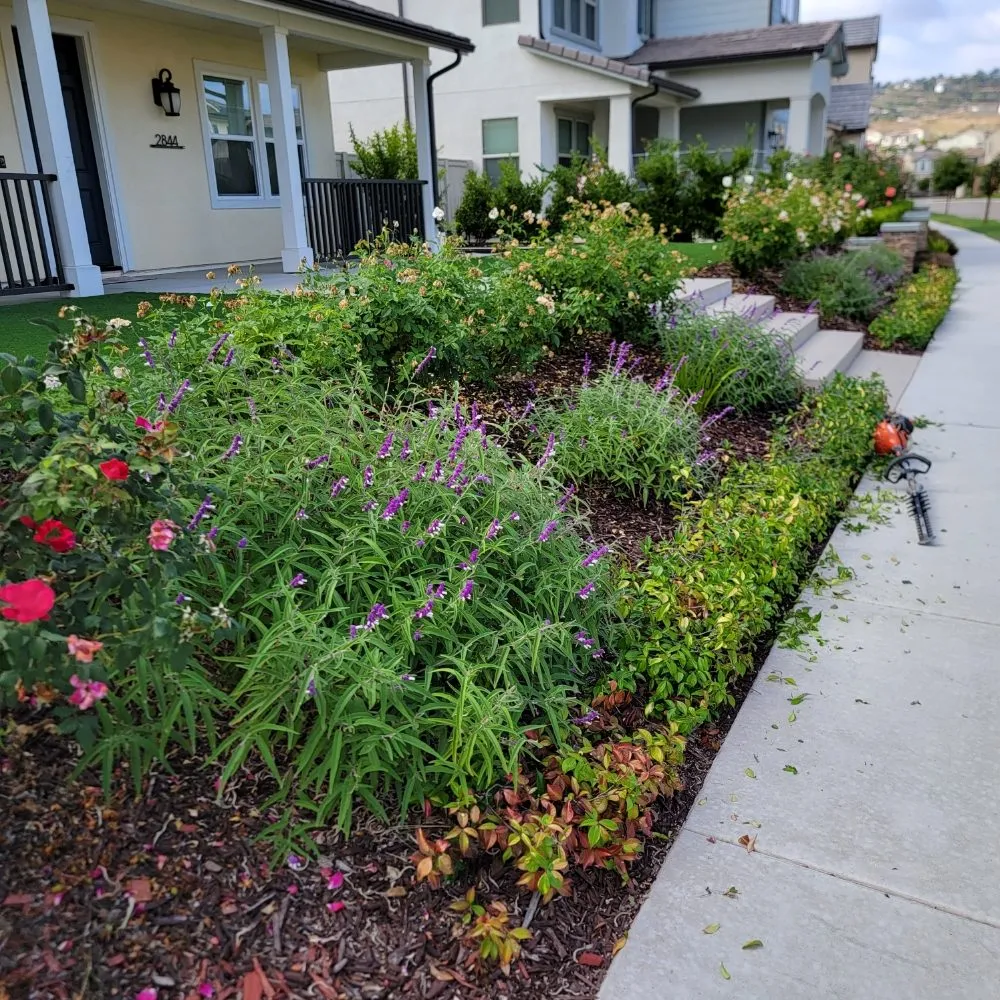 Local lawn care service experts serving Escondido, CA - JP Landscape