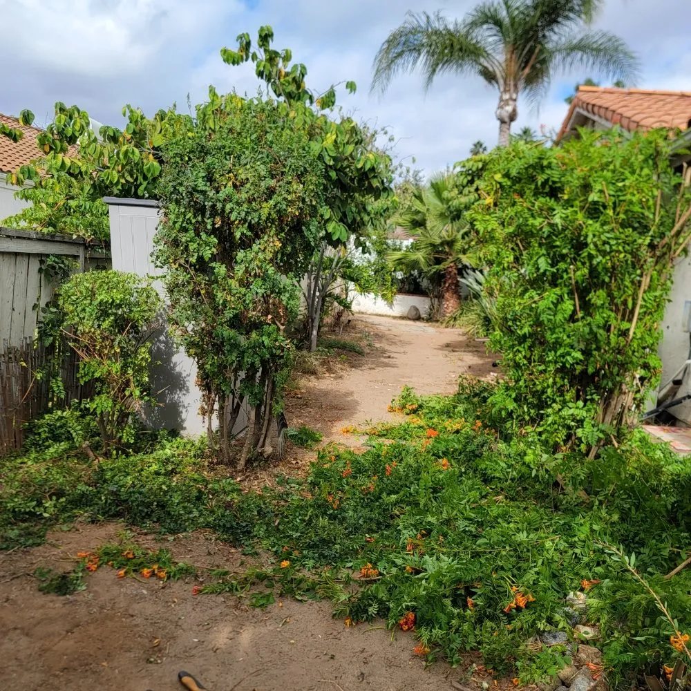 Trusted lawn mowing service in Escondido, CA - JP Landscape