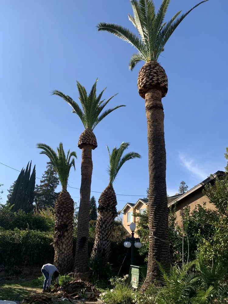 Top-rated landscaping services experts serving San Fernando, CA - JP Landscaping & Tree Services