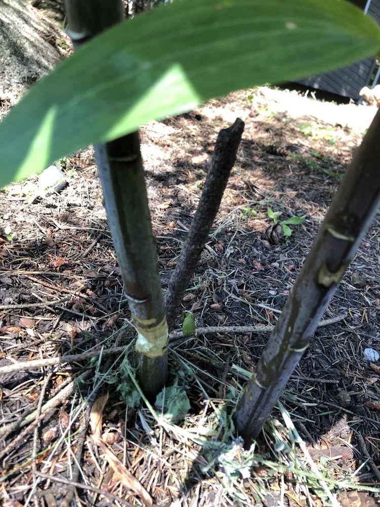 Reliable landscape design in Maple Valley, WA - JP Landscaping And Fencing