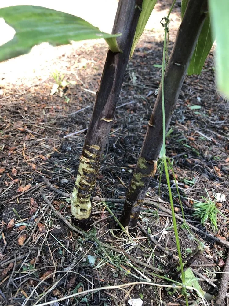 Expert lawn care service experts serving Maple Valley, WA - JP Landscaping And Fencing