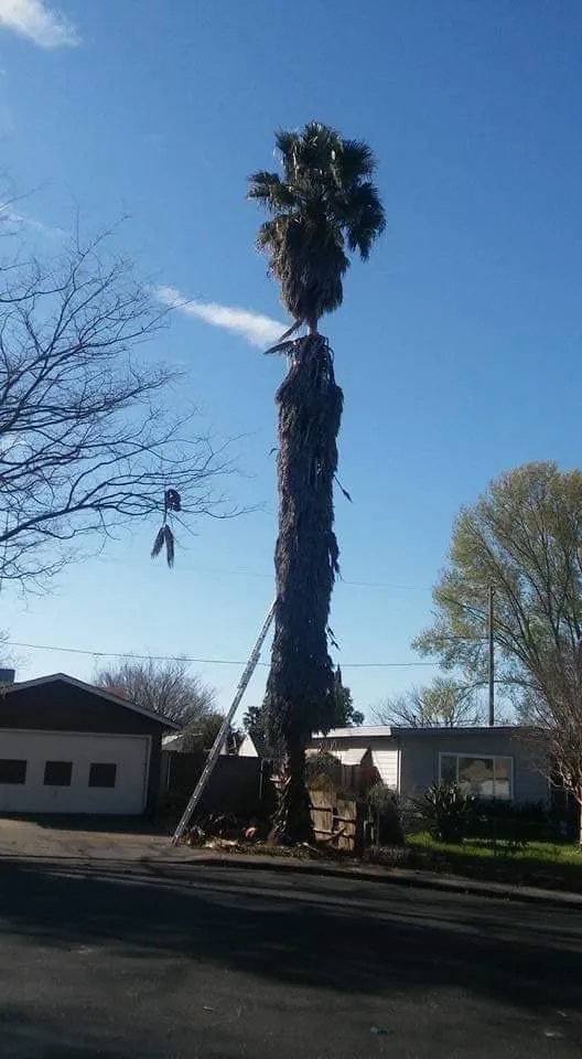 Top-rated lawn care service in Fairfield, CA by Jp Landscaping Services