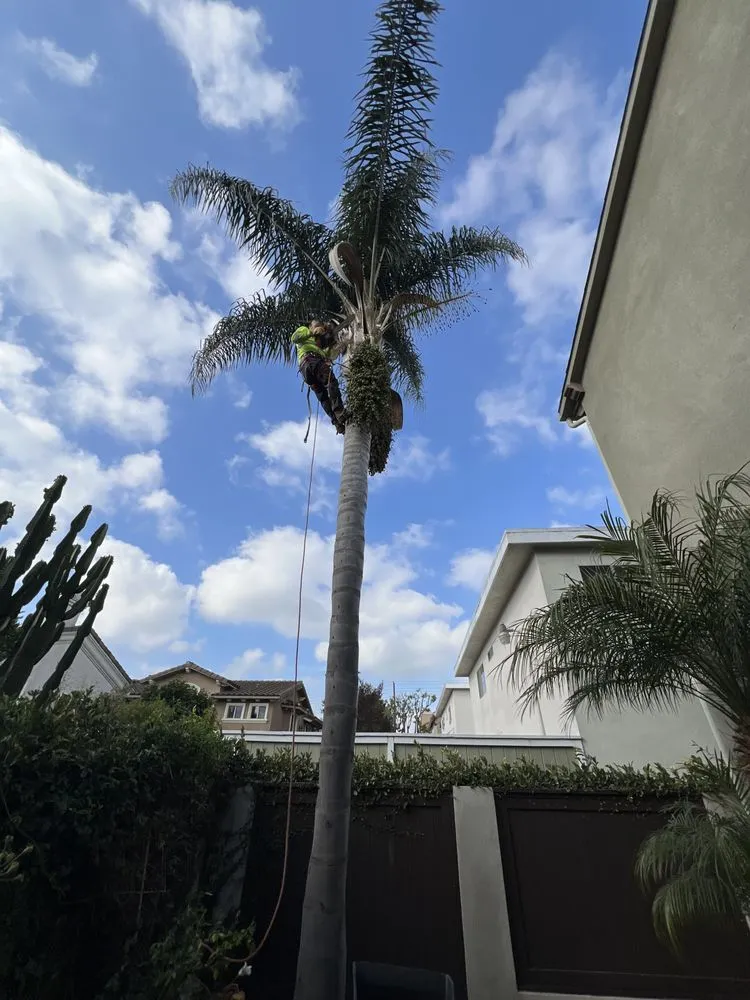 Reliable yard maintenance for residential properties across Torrance, CA - J&P Landscaping