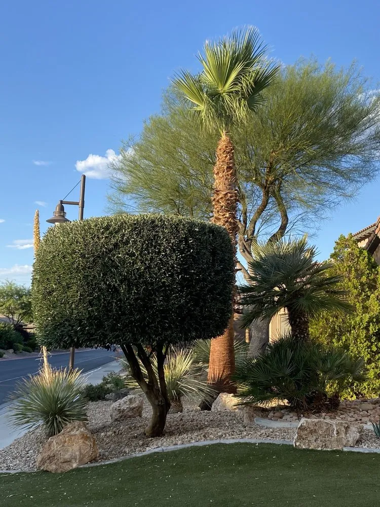 Affordable yard cleanup service in Las Vegas, NV - JP Lawn and Garden Services