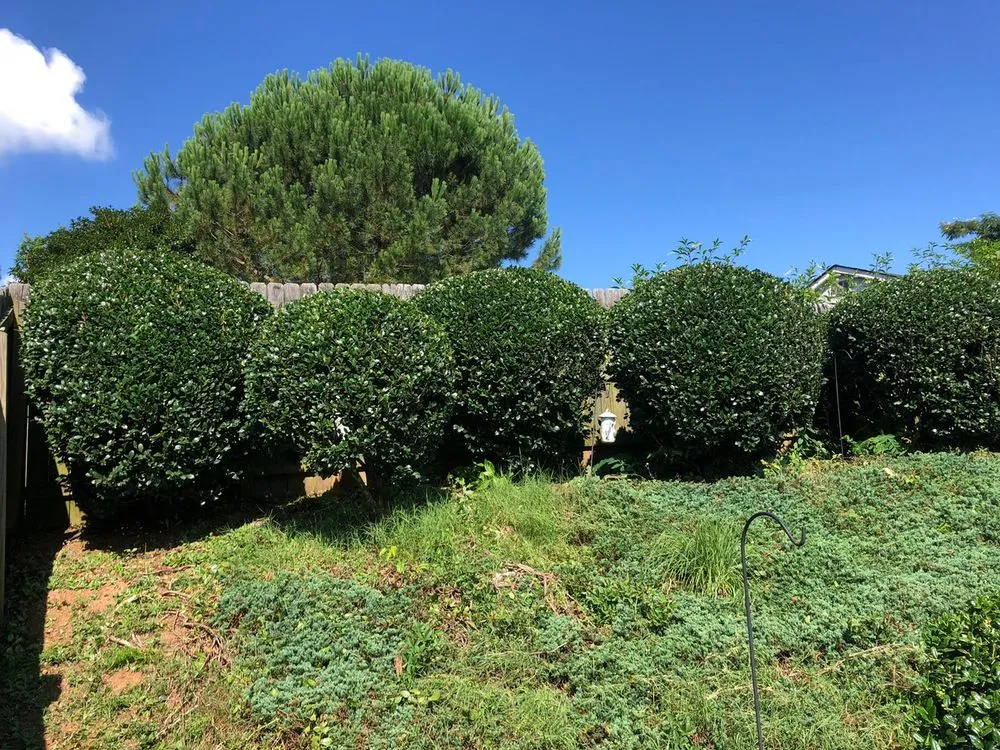 Local lawn care service in Kannapolis, NC - JP Lawn and Landscaping