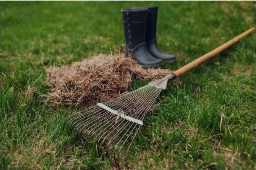 Affordable lawn mowing service in Bronx, NY by Jp Lawn Care & Painting