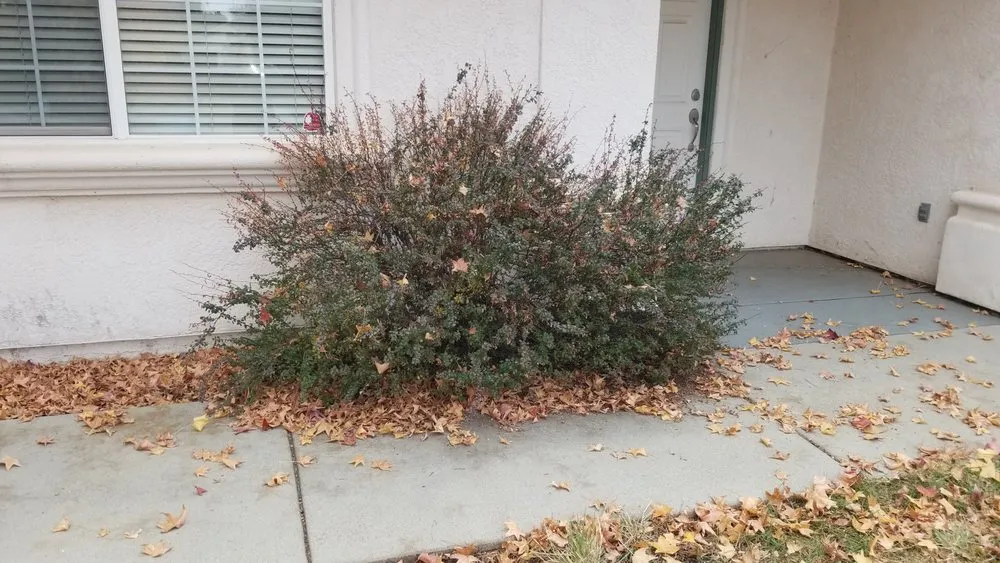 Trusted lawn care service in Redding, CA by JP Lawn Care Maintenance Services