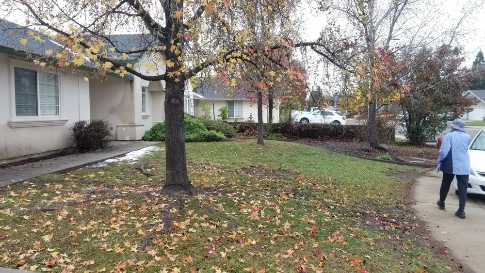 Affordable outdoor landscaping experts serving Redding, CA - JP Lawn Care Maintenance Services