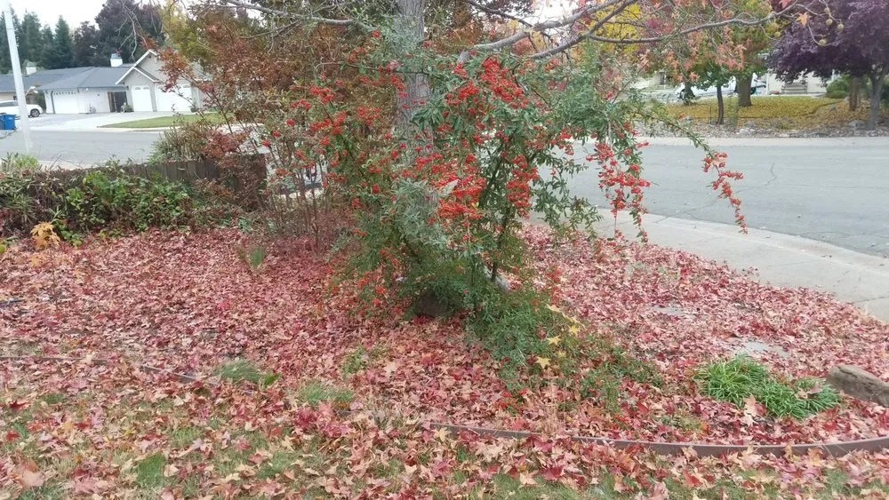 Local garden landscaping experts serving Redding, CA - JP Lawn Care Maintenance Services