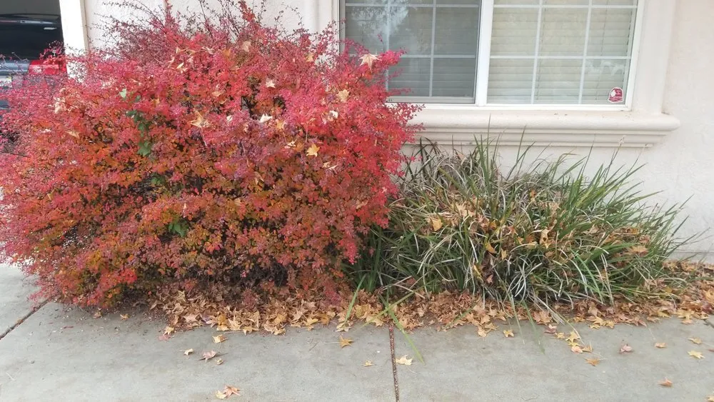 Trusted yard maintenance experts serving Redding, CA - JP Lawn Care Maintenance Services