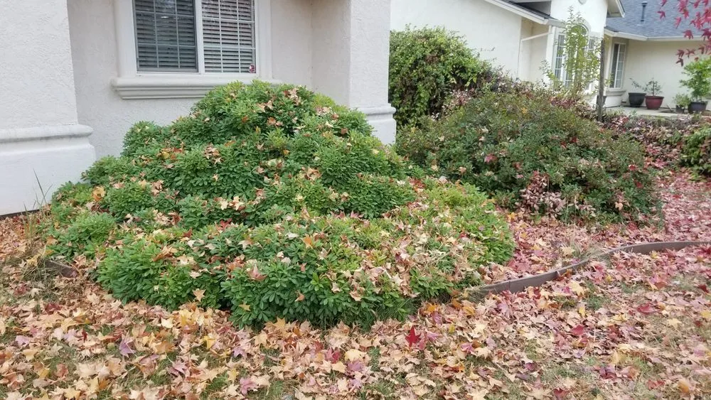 Custom outdoor landscaping for homes across Redding, CA - JP Lawn Care Maintenance Services