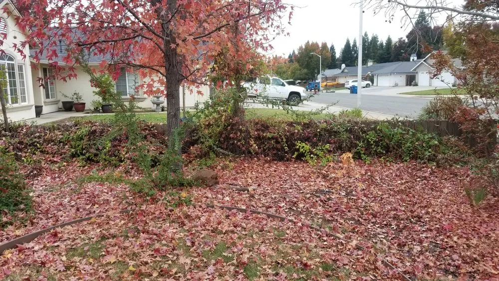 Expert yard cleanup service for year-round maintenance in Redding, CA by JP Lawn Care Maintenance Services