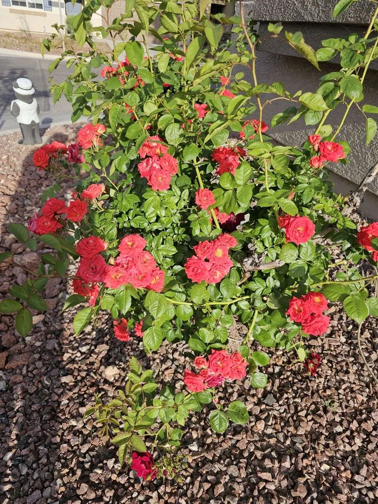 Custom residential landscaping for residential properties in Las Vegas, NV by JP Lawn Service