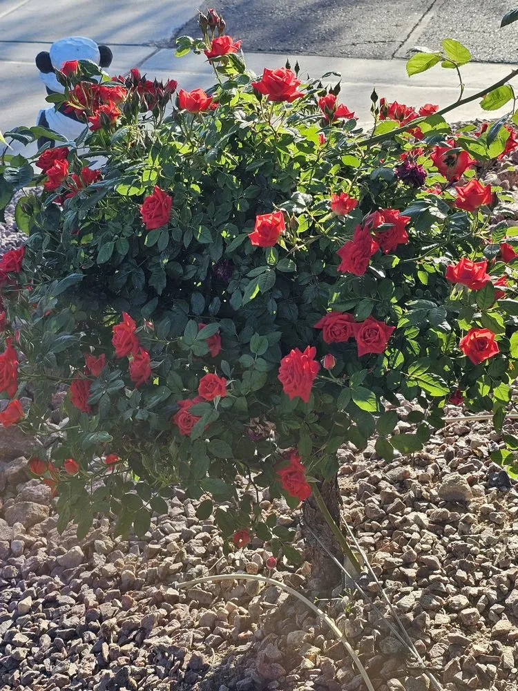 Top-rated yard cleanup service for homes in Las Vegas, NV by JP Lawn Service