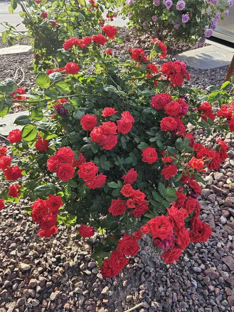 Local landscape design in Las Vegas, NV - JP Lawn Service