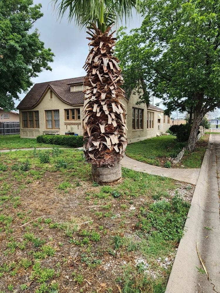 Custom yard maintenance in San Angelo, TX by JP Lonestar Landscaping