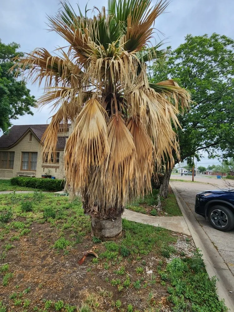 Trusted lawn care service for residential properties in San Angelo, TX by JP Lonestar Landscaping