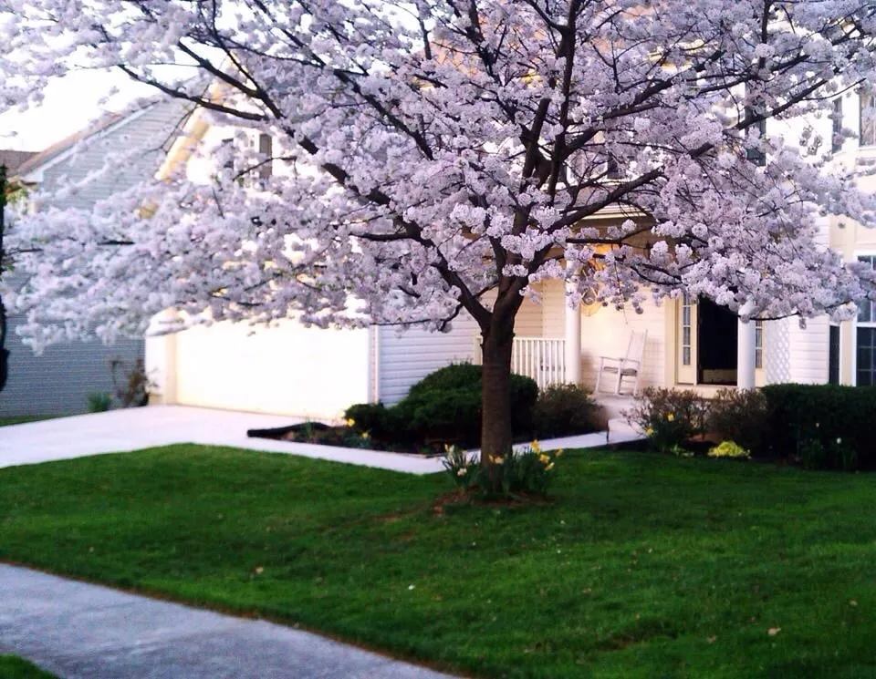Expert landscaping services for year-round maintenance in Owings Mills, MD by JP MD Landscaping