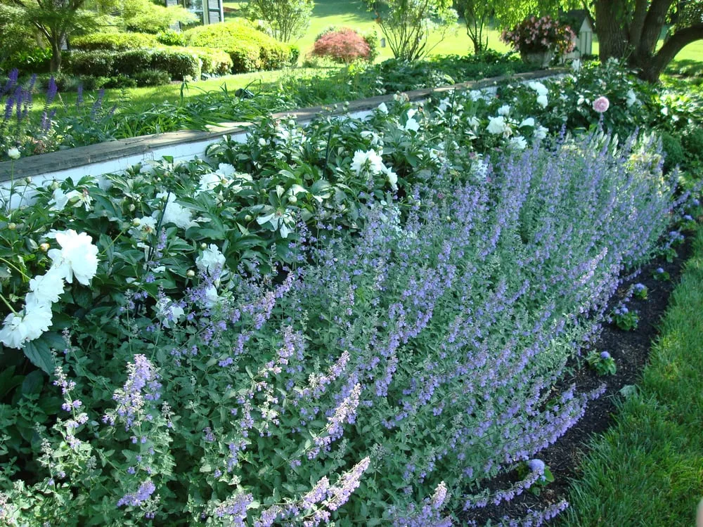 Expert yard maintenance for beautiful yards in Owings Mills, MD by JP MD Landscaping