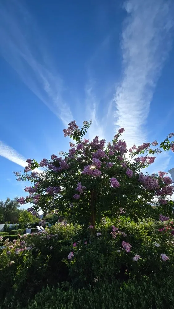 Affordable lawn mowing service in Scottsdale, AZ by J&P Mendoza Landscaping