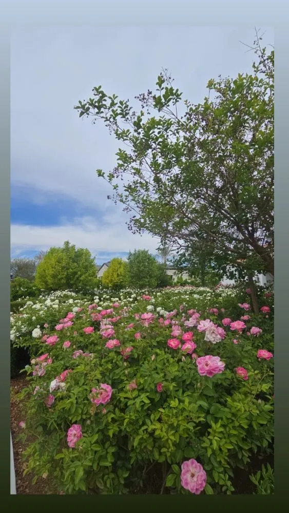 Top-rated garden landscaping for homes in Scottsdale, AZ by J&P Mendoza Landscaping