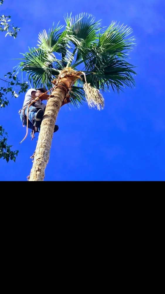 Top-rated lawn care service in Scottsdale, AZ by J&P Mendoza Landscaping