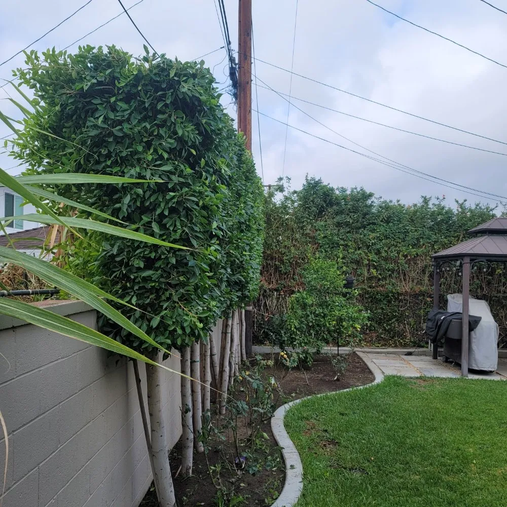 Professional yard cleanup service in Monrovia, CA by JP Rivera Garden & Lawn service