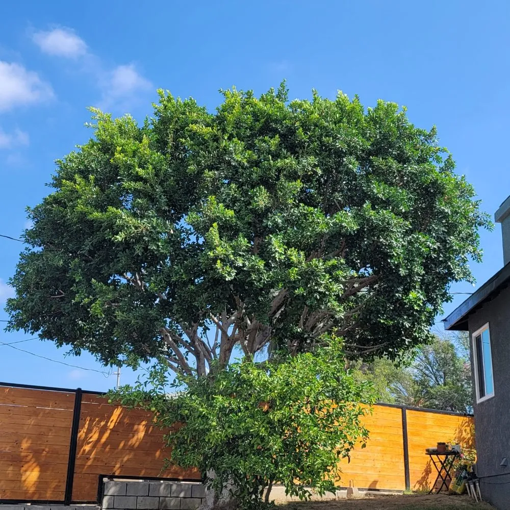 Top-rated landscaping services experts serving Monrovia, CA - JP Rivera Garden & Lawn service