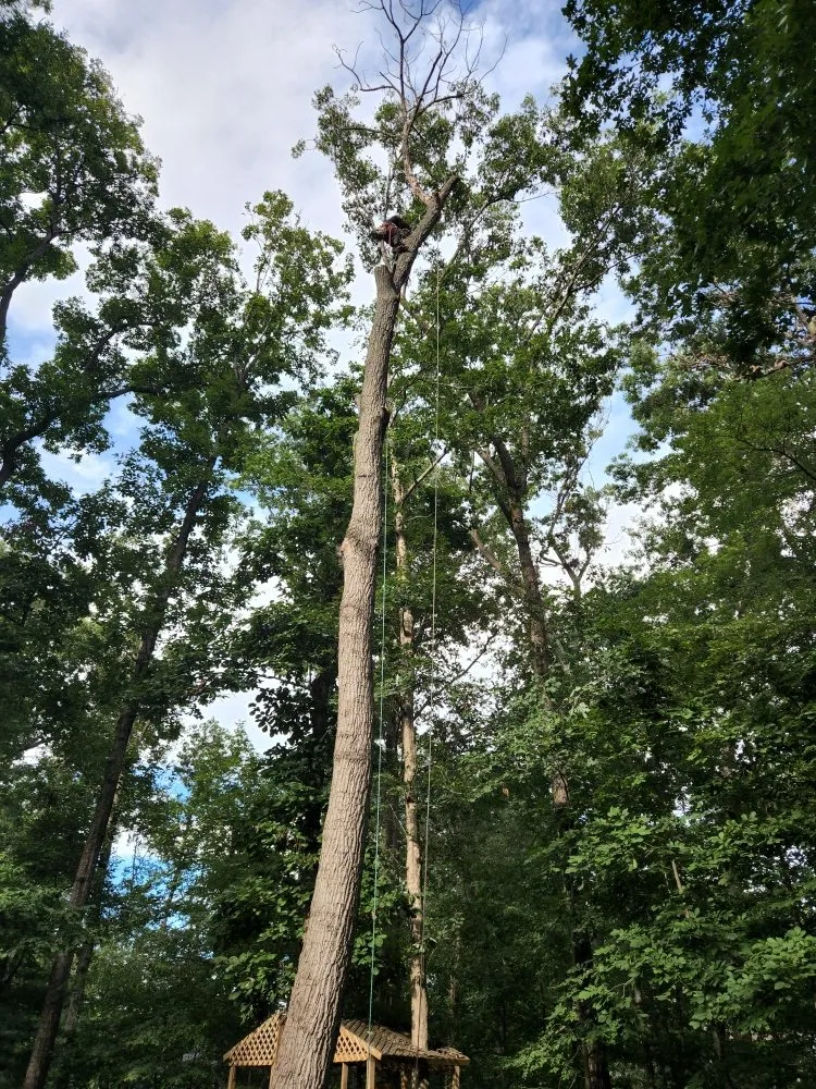 Trusted landscape installation near you in Roanoke, VA by JP Tree & Landscaping