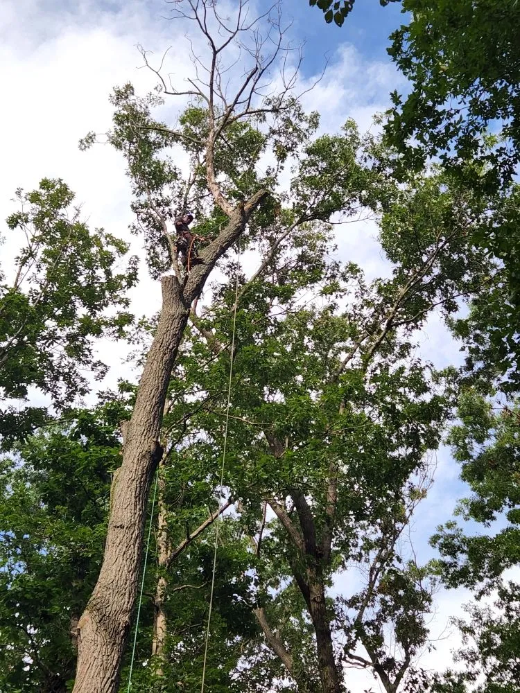 Top-rated yard maintenance in Roanoke, VA by JP Tree & Landscaping