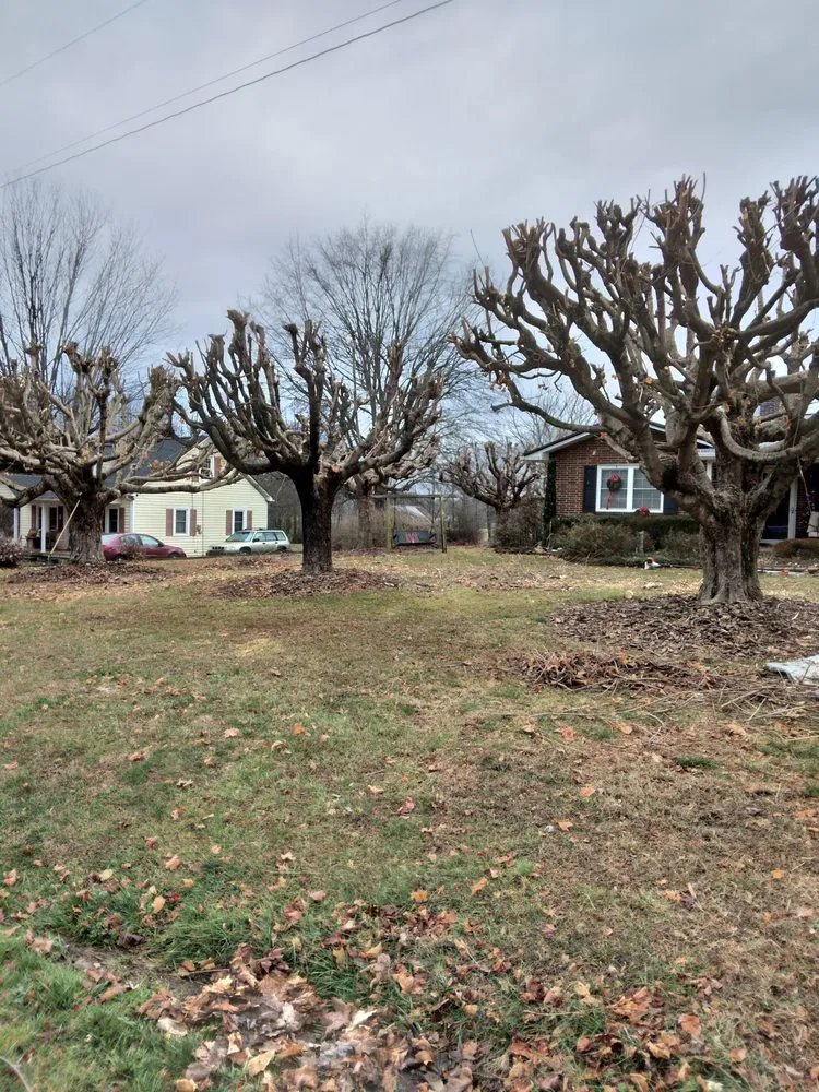 Custom yard maintenance experts serving Wilkesboro, NC - J&P Tree And Property Maintenance