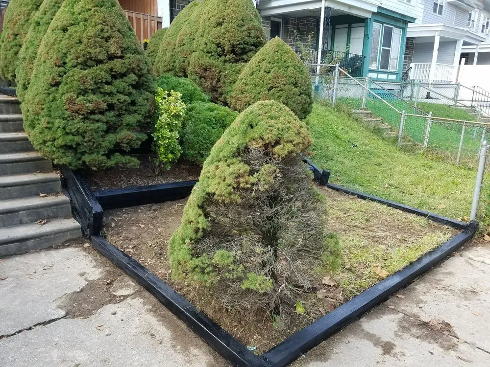 Top-rated yard cleanup service for outdoor upgrades across Upper Darby, PA - JP Tree Service