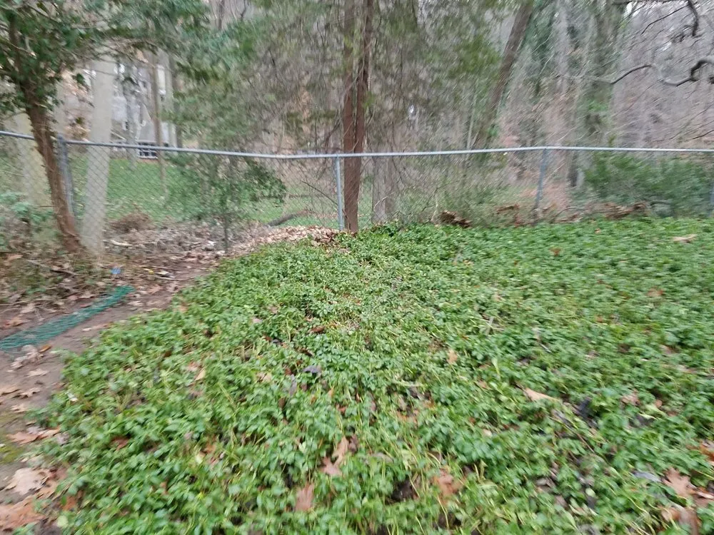 Professional landscape installation in Upper Darby, PA - JP Tree Service