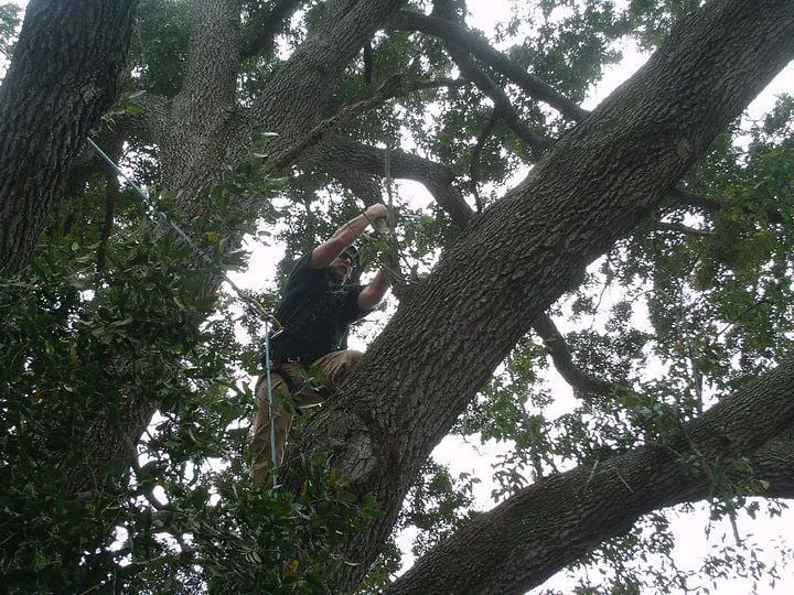 Local lawn mowing service for homes across Winter Garden, FL - JP Trees and Landscaping